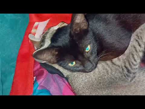 Noinoibi Muksukpi Anina Mama Ahanba Oijaba