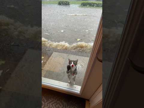 Cat Rescue During Flood  ❤‍🩹😿