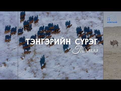 The Heavenly Herd: The Camel