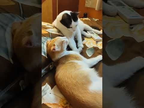 #myhappycatfamily#love ❤❤❤