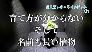 【観葉植物】栽培方法が謎？！調べても二極化する、ほんとはどっちなの？という謎の植物