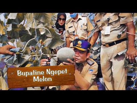 PETIK BUAH MELON GOLDEN AROMA PERDANA OLEH BUPATI BANYUMAS