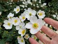 Cara Menanam dan Merawat Honorine Jobert' (Anemone x hybrida 'Honorine Jobert')
