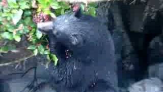 preview picture of video 'Black Bear in Telegraph Cove'