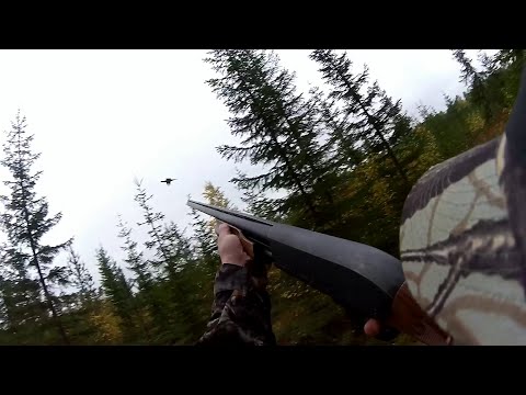 Capercaillie and Grouse hunting. Metson ja teeren pyyntiä.