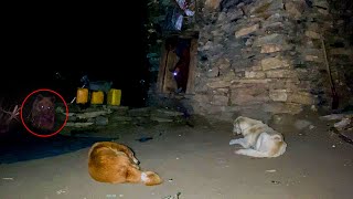 Mountain Isolation - A Family’s Quiet Life Surrounded By Mountains and Animals Far From Civilization