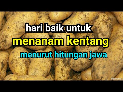 , title : 'hari baik untuk menanam kentang menurut hitungan jawa'