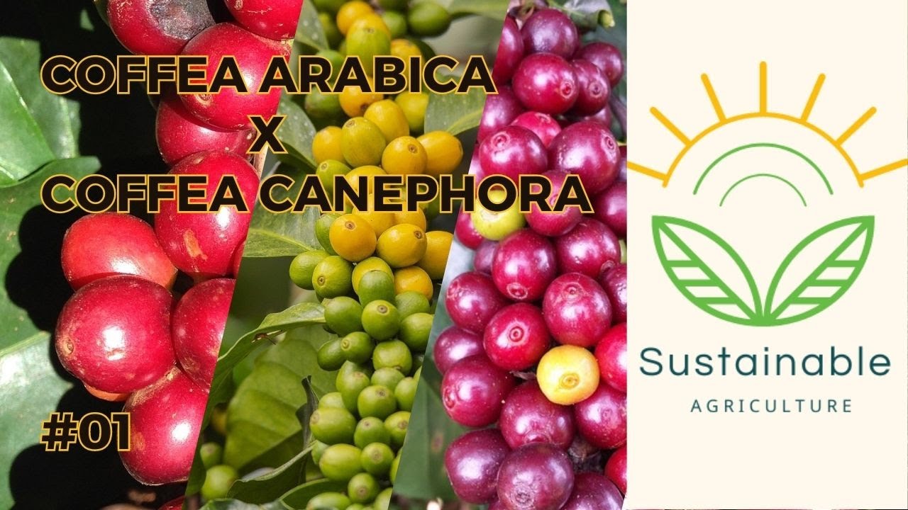 COFFEA  ARABICA, COFFEA CANEPHORA( Conilon, Robusta) - Qual a diferença?