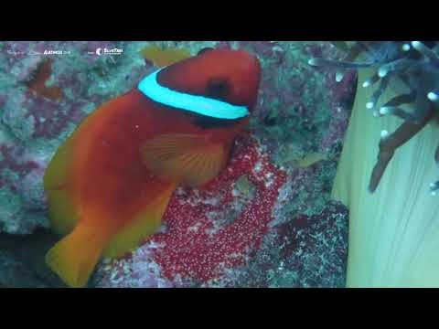 魚產卵