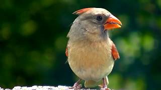 I video più belli sulla natura