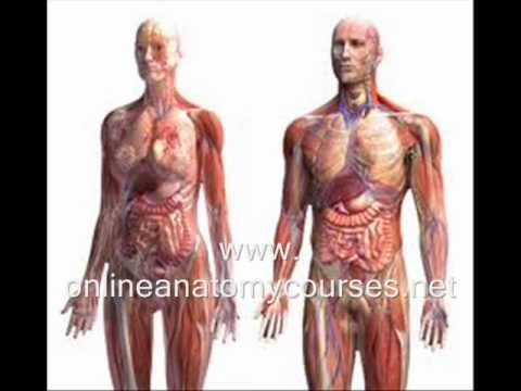 Online Human Anatomy Course - FREE 3D Software