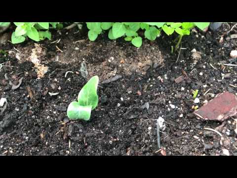 Knepet för att skydda småplantor mot skadedjur sniglar och rådjur Odla trädgård