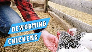 How we dewormed our chickens using Safe-guard with Fenbendzole.