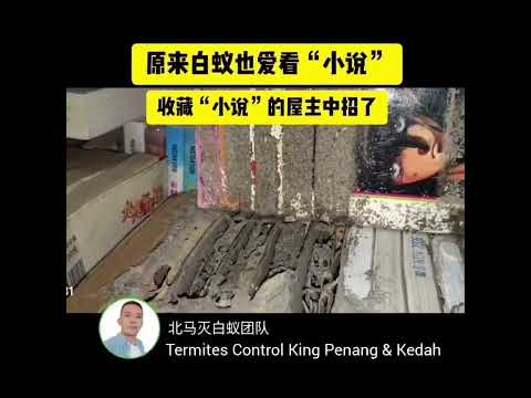 原来白蚁也爱看小说