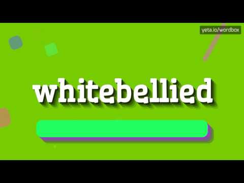 WHITEBELLIED - HOW TO SAY WHITEBELLIED? #whitebellied