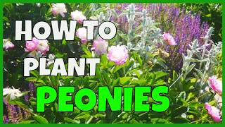 How to Plant Peonies