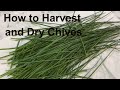 How to harvest and dry chives.
