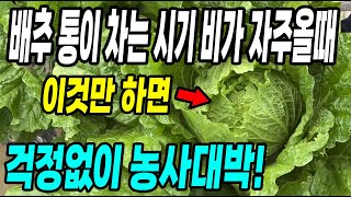 김장배추 통이 차는시기 비가 자주올때 이것만 하면 걱정없이 농사대박! 비가 그치면 해야할것