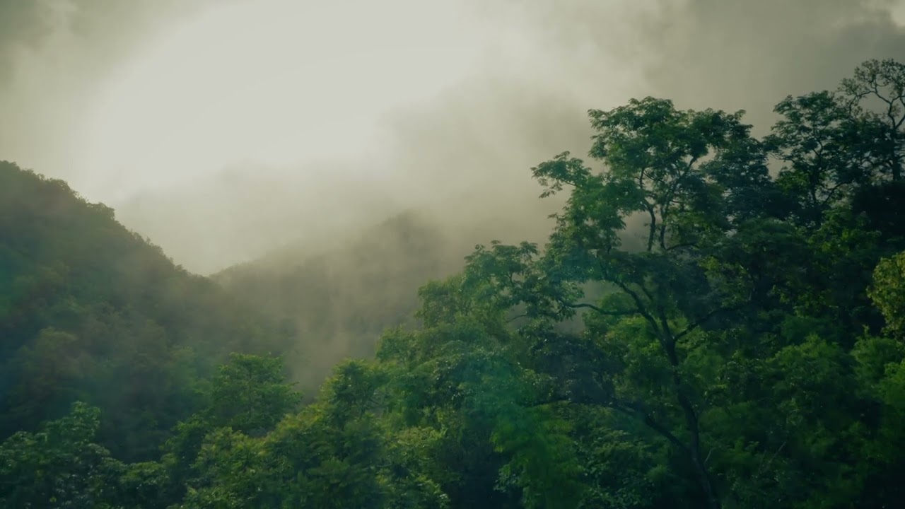 jungle  Drone  view copyright free video