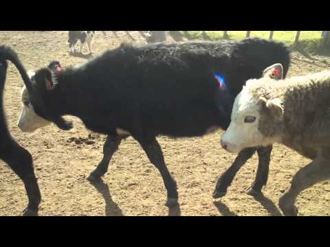 En Venta, 60 Terneras Hereford y Cruzas. Maldonado.