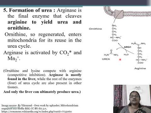 Urea Cycle