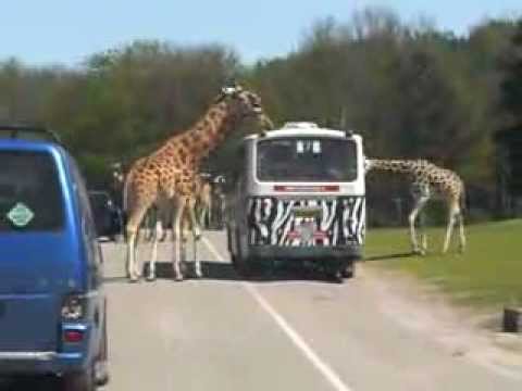 Autosafari Beekse Bergen - Overstekende giraffen, Koninginnedag 2012