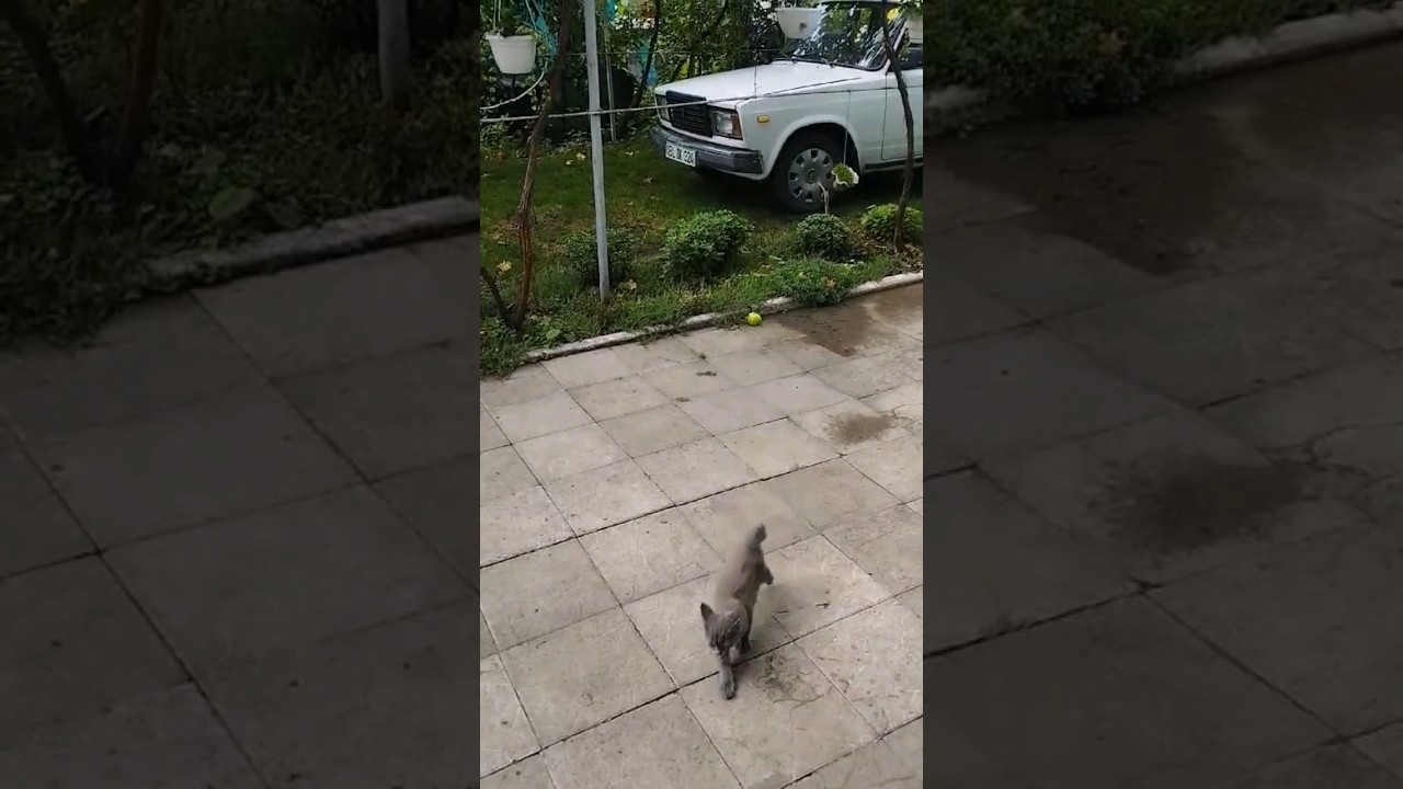 Кошачьи игры
