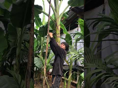ค้ำกล้วยหอมทองแบบถูกวิธี #วิธีค้ำกล้วยหอมทอง