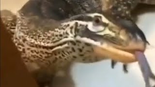 memes que acertam seu humor em cheio 👊💥 compilado shitpost