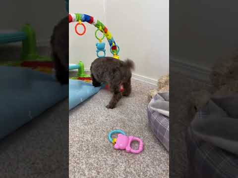 This is the sweetest boy you will meet!