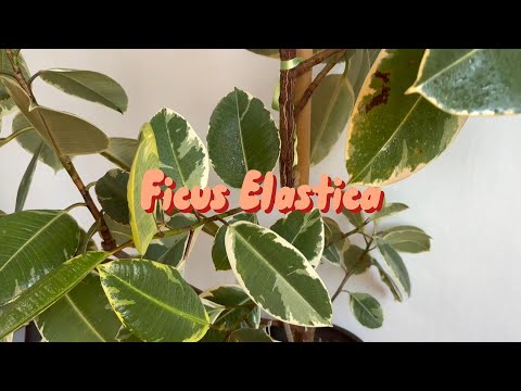 Jak namnožit FICUS ELASTICA/ Jak se o něj starat