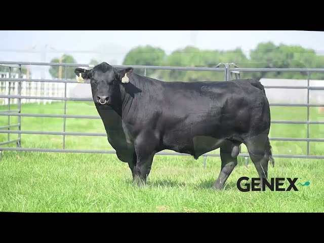 BLACK Bull　8枚 Pro Standard NBA Chicago Bulls Triple Black Wool Varsity