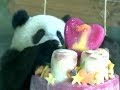 У тайваньской пандочки -- первый день рождения (новости) 