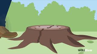 Come Rimuovere i Ceppi degli Alberi