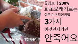 화초기르는법|화초죽지않게 오래기르기|흙배합|화분선택|금전수 스파트필름 홍콩야자 테이블야자
