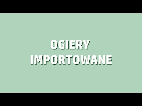 Kętrzyn 2019, cz.12 | Ogiery importowane