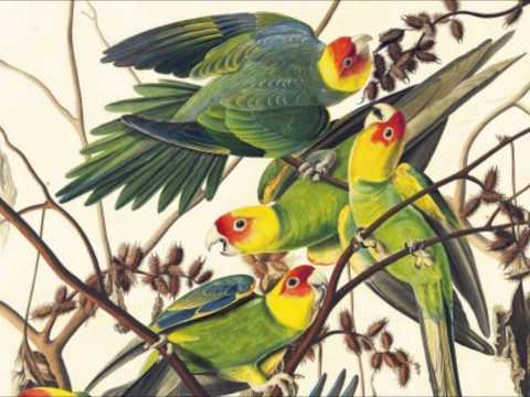 Messiaen Oiseaux Exotiques