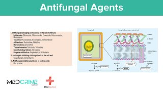 Antifungal drugs Pharmacology, Classifications, Examples, Mechanism of action and Side effects