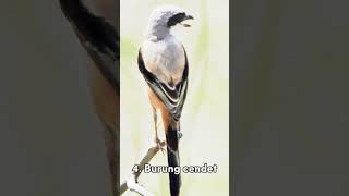 Download lagu 7 Burung Memiliki suara merdu Versi Creator Info #kacer #hewan #burung #shorts #trending #viral mp3 Download lagu 7 Burung Memiliki suara merdu Versi Creator Info #kacer #hewan #burung #shorts #trending #viral mp3