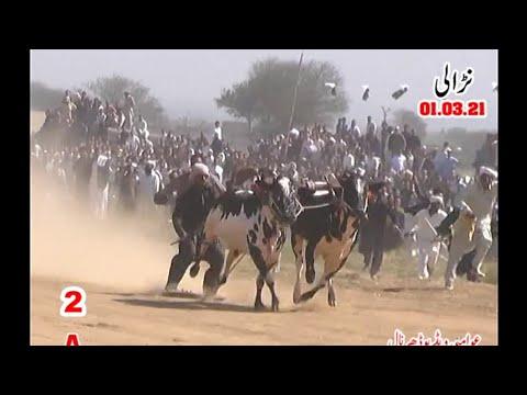 Bull racing no 2  narali 1-3-21