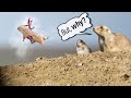 Prairie Dog Hunting Armageddon 4! Why we shoot prairie dogs