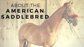 About the American Saddlebred