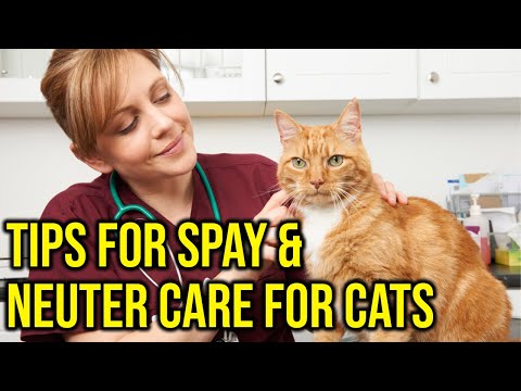 7 Tips For Spay & Neuter Care For Cats; Before & After Surgery