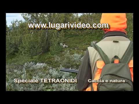 SPECIALE TETRAONIDI CACCIA E NATURA. Black Grouse and Ptarmigan hunting with dogs