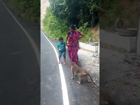 chinnapayan korangu settaum