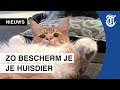 Zo bescherm je je huisdieren tegen corona