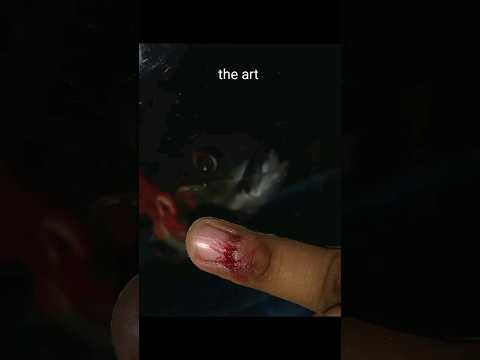 he bit me 😰 | oscar fish 🐠 |                                 #fish #oscarfish #shorts #viral