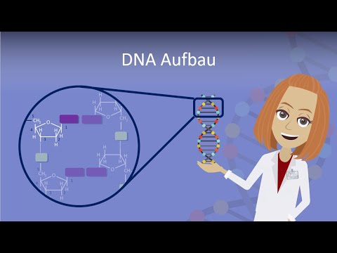 DNA Aufbau leicht erklärt!