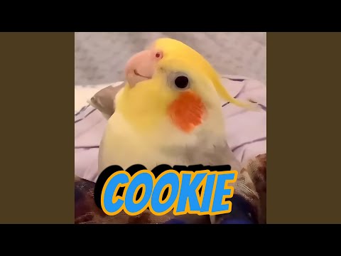 Cookie, Cookie