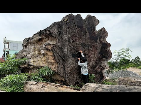 Processing Giant Tree Worth $3.6 Million Found At The End Of The Ice Age